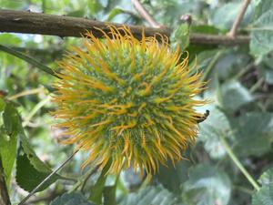 Block of 5 Acres - thumbnail 2