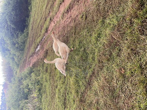 Block of 5 Acres - thumbnail 3