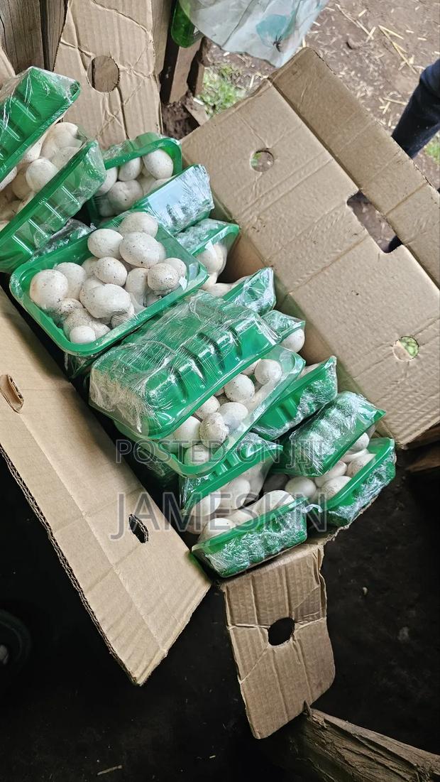 Skeleshrooms Mushrooms - thumbnail 4