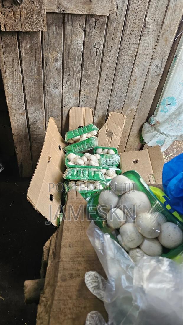 Skeleshrooms Mushrooms - thumbnail 5