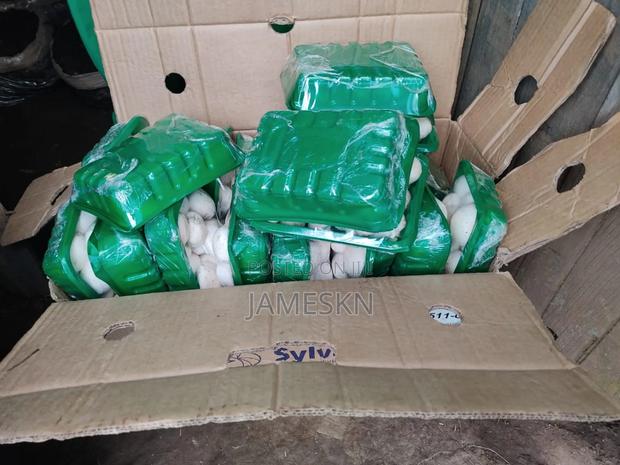 Skeleshrooms Mushrooms - thumbnail 6