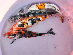 Fish Pond Koi Fish , Good Size