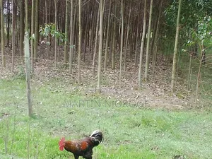 1 Acre Memo