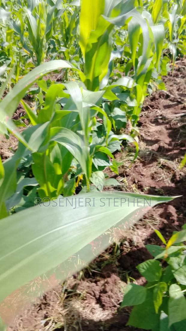 Land for Sale - thumbnail 3