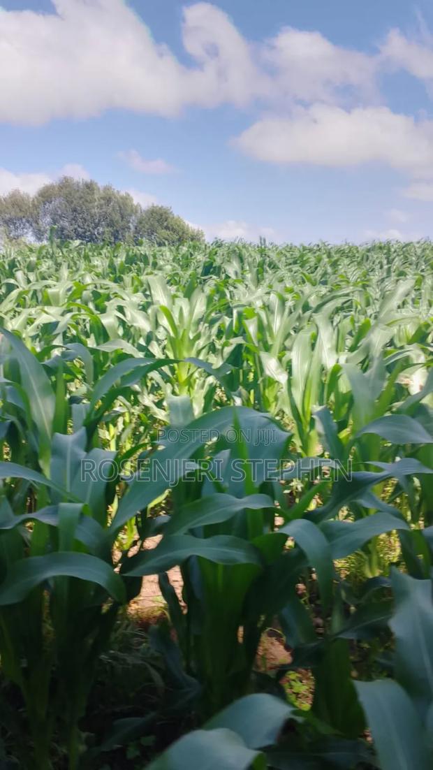 Land for Sale - thumbnail 4