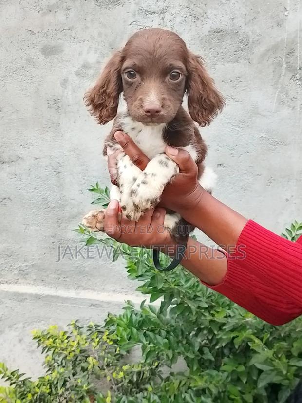 1-3 months Female Purebred English Springer Spaniel - main view