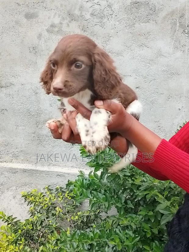 1-3 months Female Purebred English Springer Spaniel - thumbnail 2