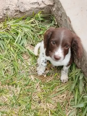 1-3 months Male Purebred English Springer Spaniel
