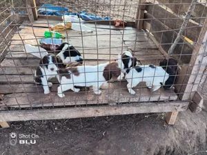 1-3 months Male Purebred Welsh Springer Spaniel