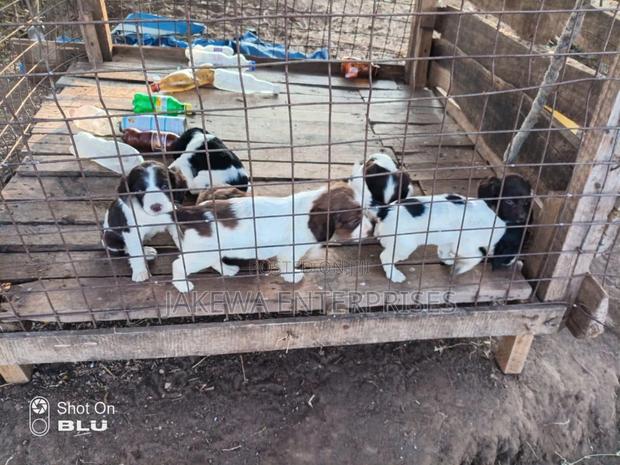 1-3 months Male Purebred Welsh Springer Spaniel