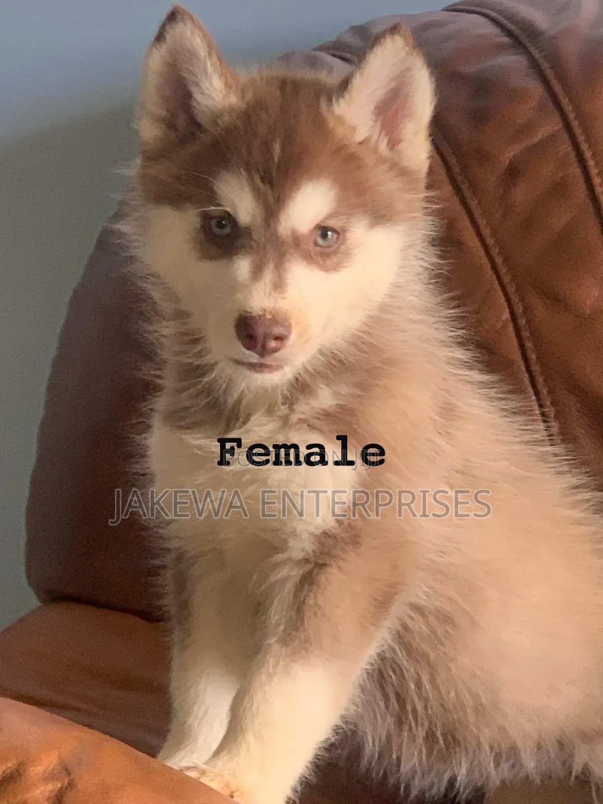 1-3 months Female Purebred Siberian Husky
