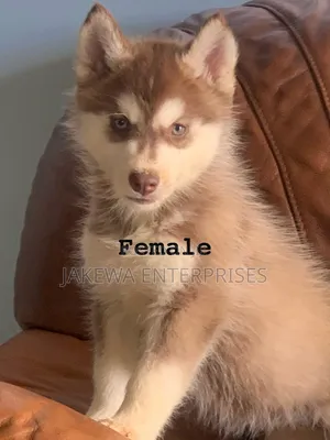 1-3 months Female Purebred Siberian Husky