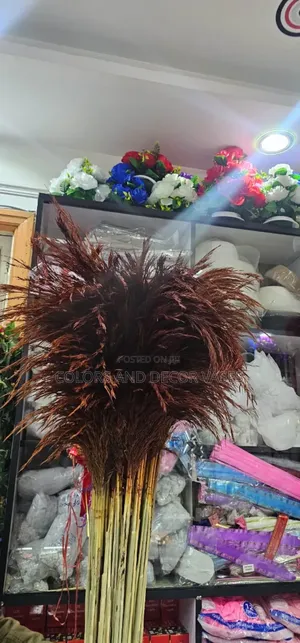 Dark Brown Pampas Grass