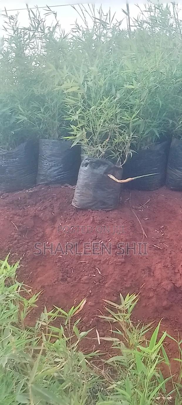 Miniature Bamboo - thumbnail 3