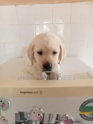 1-3 months Male Purebred Labrador Retriever