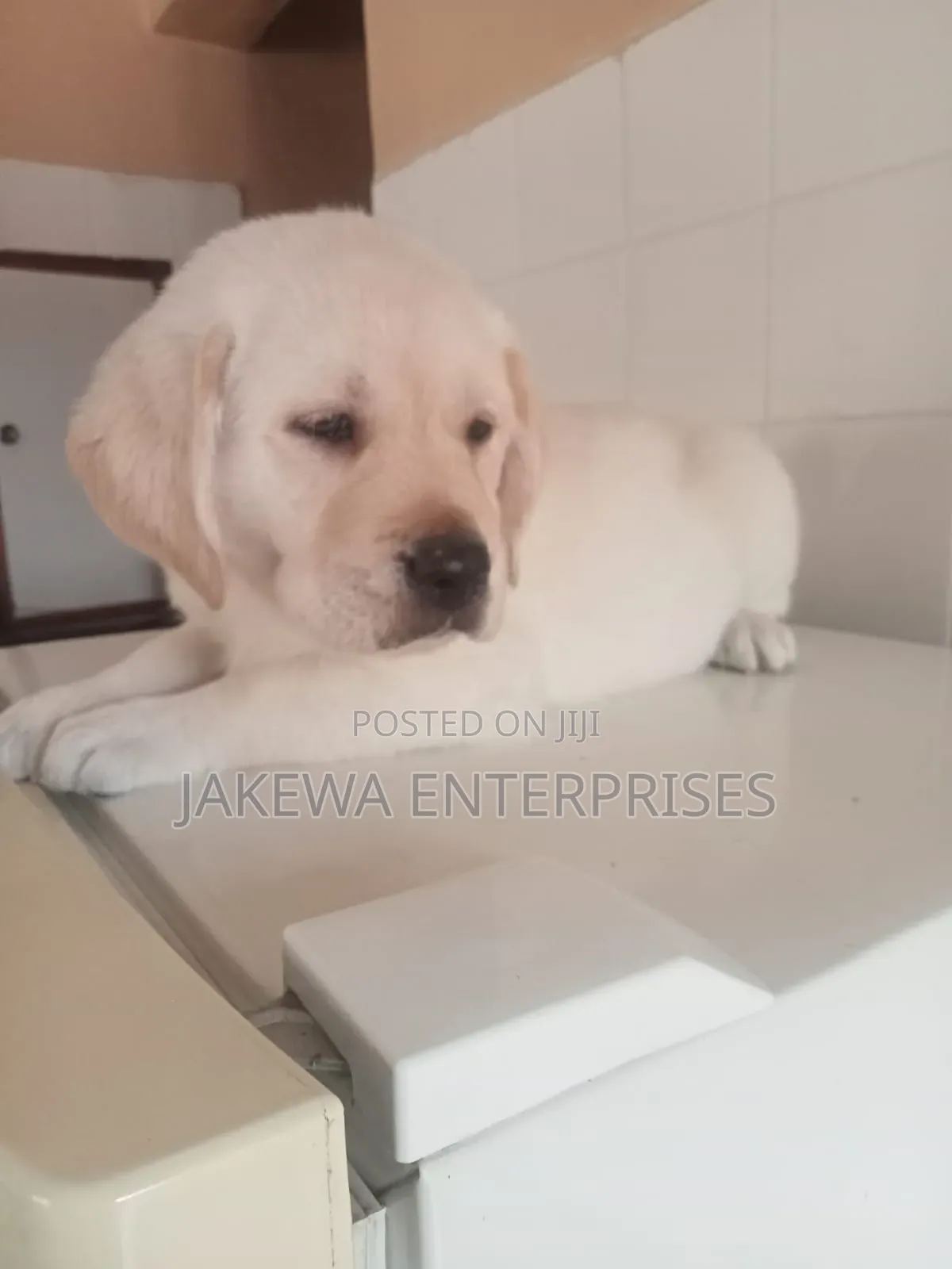1-3 months Female Purebred Labrador Retriever