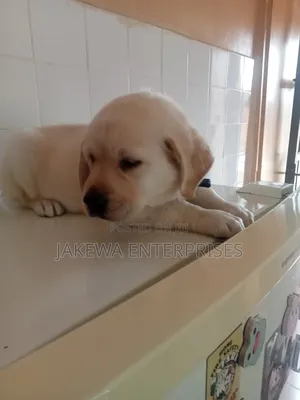 1-3 months Female Purebred Labrador Retriever