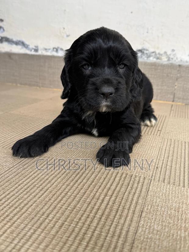 0-1 month Male Purebred Cocker Spaniel - thumbnail 13