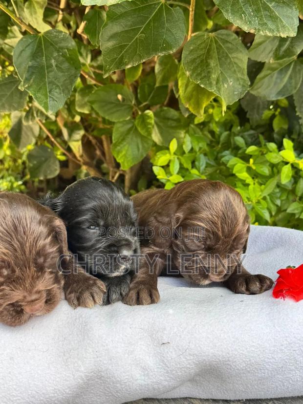 0-1 month Male Purebred Cocker Spaniel - thumbnail 15