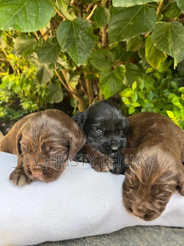 0-1 month Male Purebred Cocker Spaniel - thumbnail 14