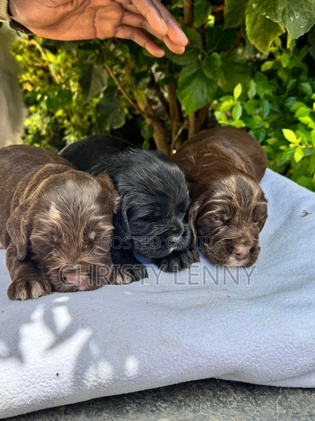 0-1 month Male Purebred Cocker Spaniel - thumbnail 16