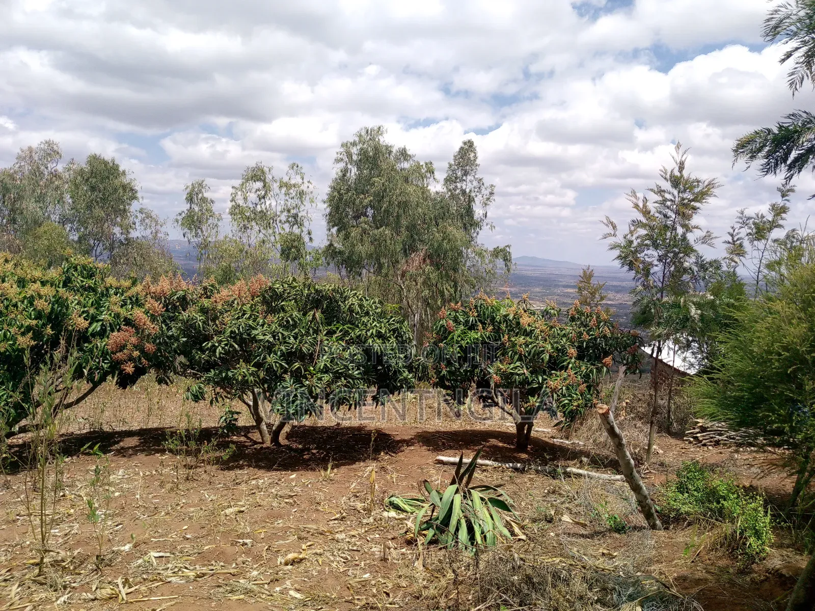 Mua Hills 10 Acres