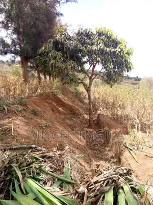 Mua Hills 10 Acres