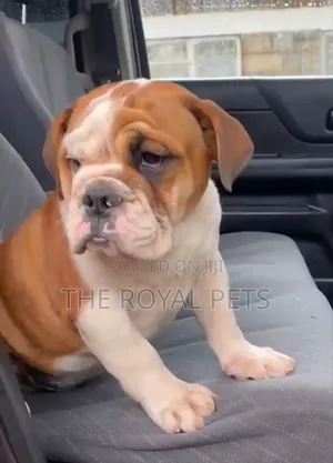 1-3 months Male Purebred Bulldog