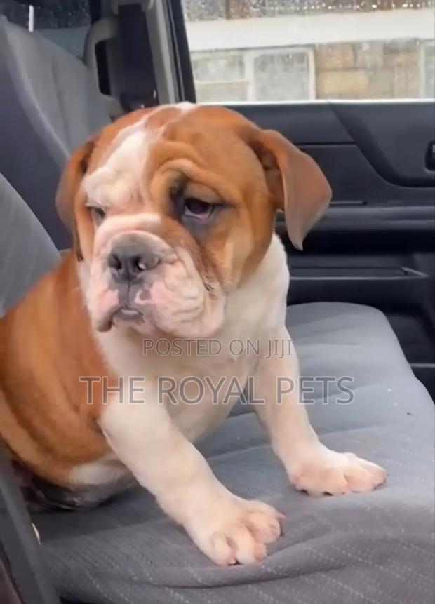 1-3 months Male Purebred Bulldog