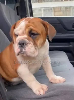 1-3 months Male Purebred Bulldog
