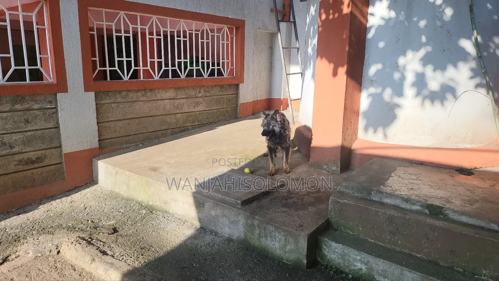 1+ year Female Purebred German Shepherd