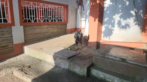 1+ year Female Purebred German Shepherd - main view