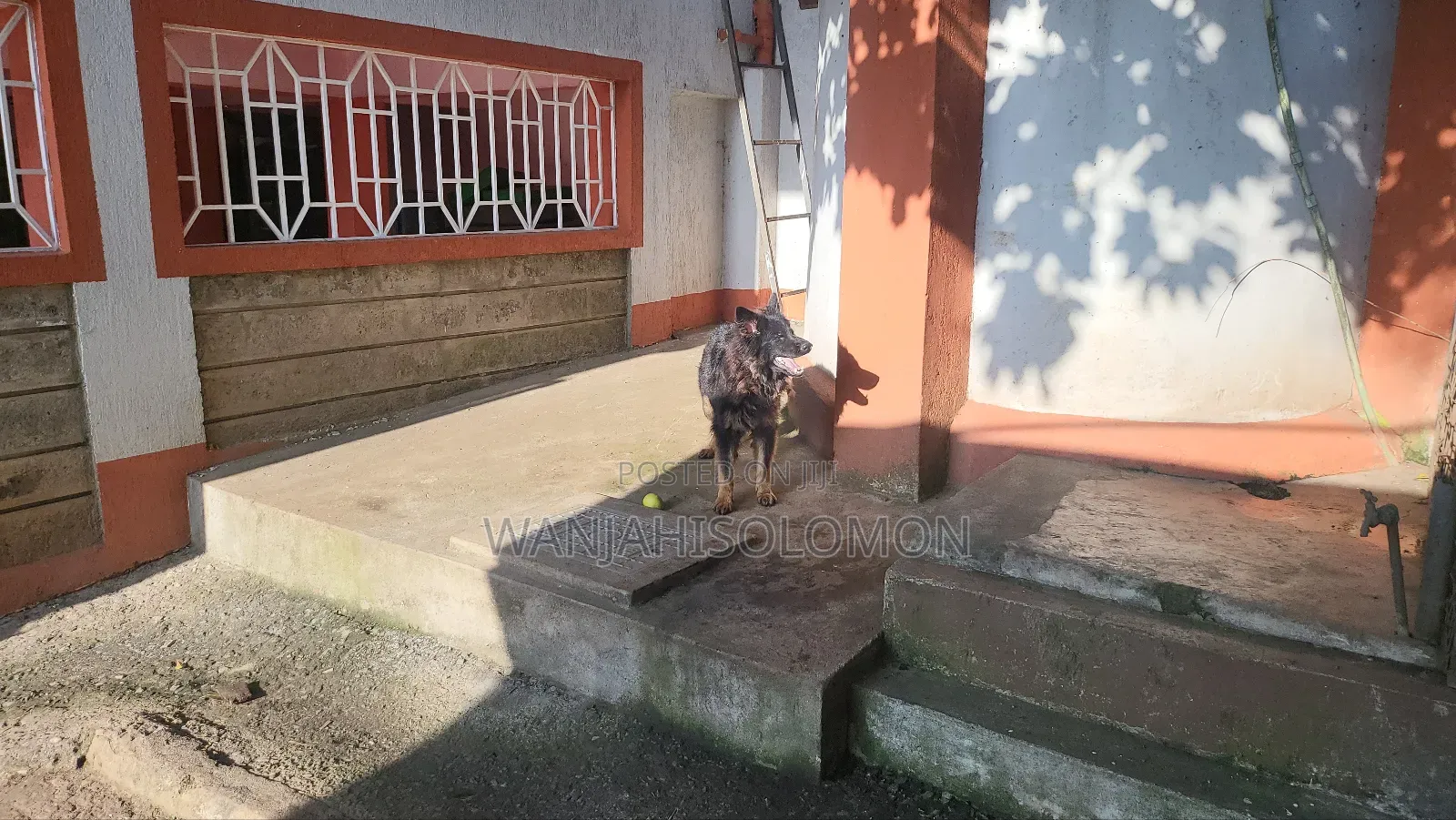 1+ year Female Purebred German Shepherd