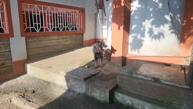 1+ year Female Purebred German Shepherd - thumbnail 3