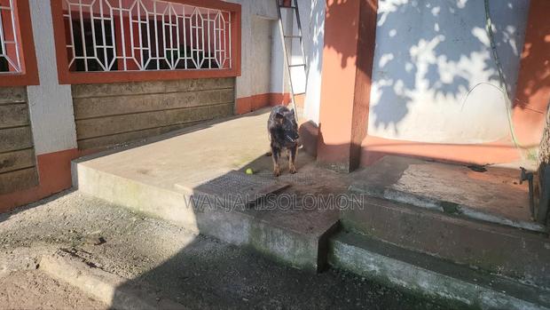 1+ year Female Purebred German Shepherd - thumbnail 4