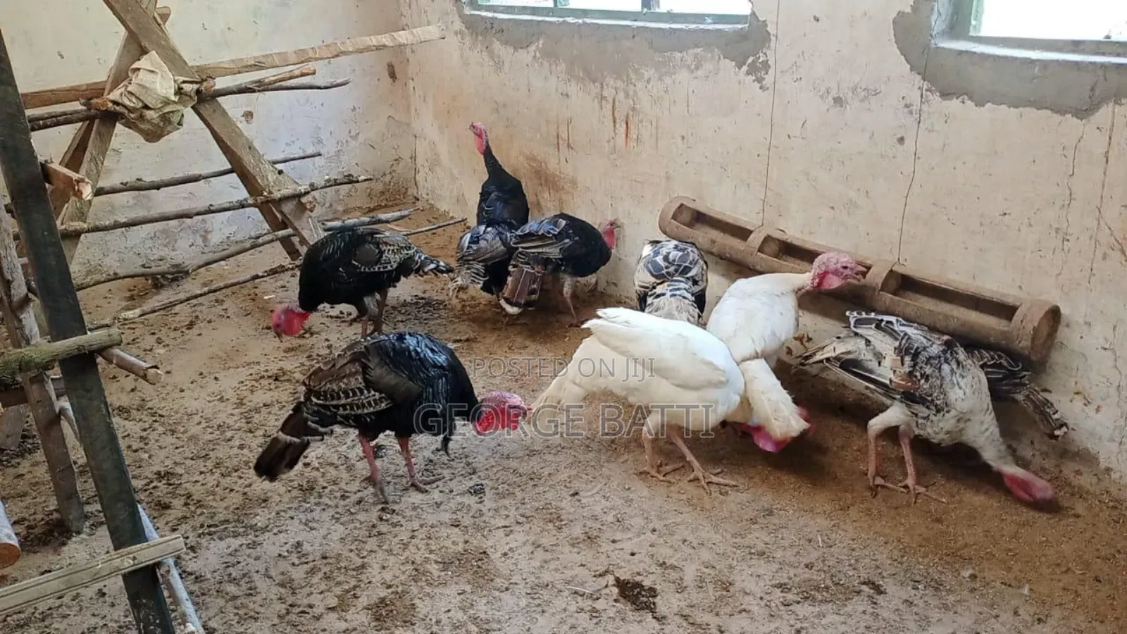 Mature Male Turkey