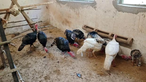Mature Male Rurkey - thumbnail 2