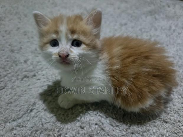 1-3 months Male Mixed Breed Persian - main view