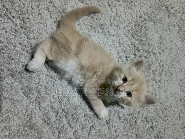 1-3 months Male Mixed Breed Persian - thumbnail 6