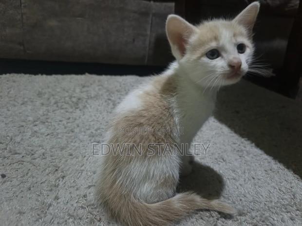 1-3 months Male Mixed Breed Persian - thumbnail 7