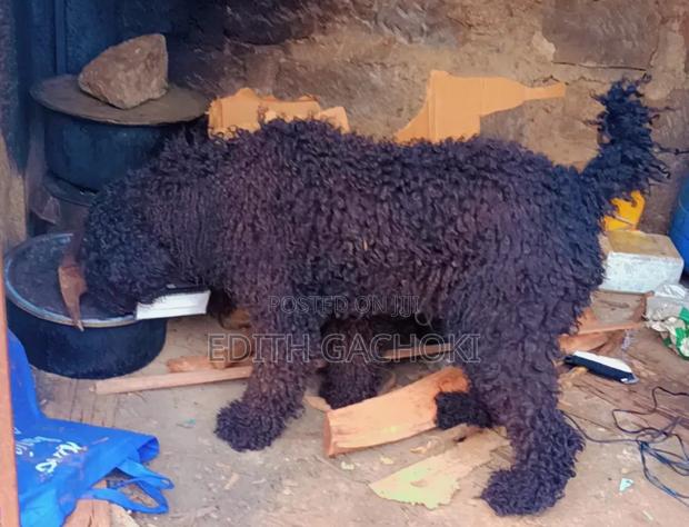 1-3 months Female Purebred Poodle - main view