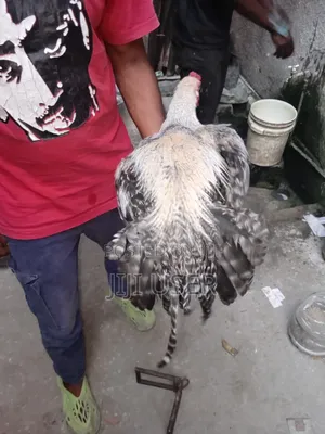 Kuchi Chicken Aseel