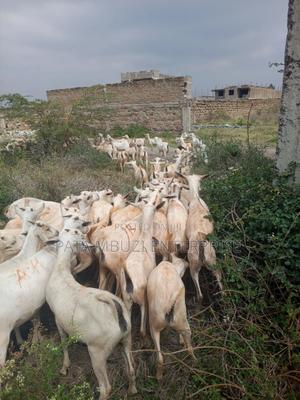 Somali Goats - main view
