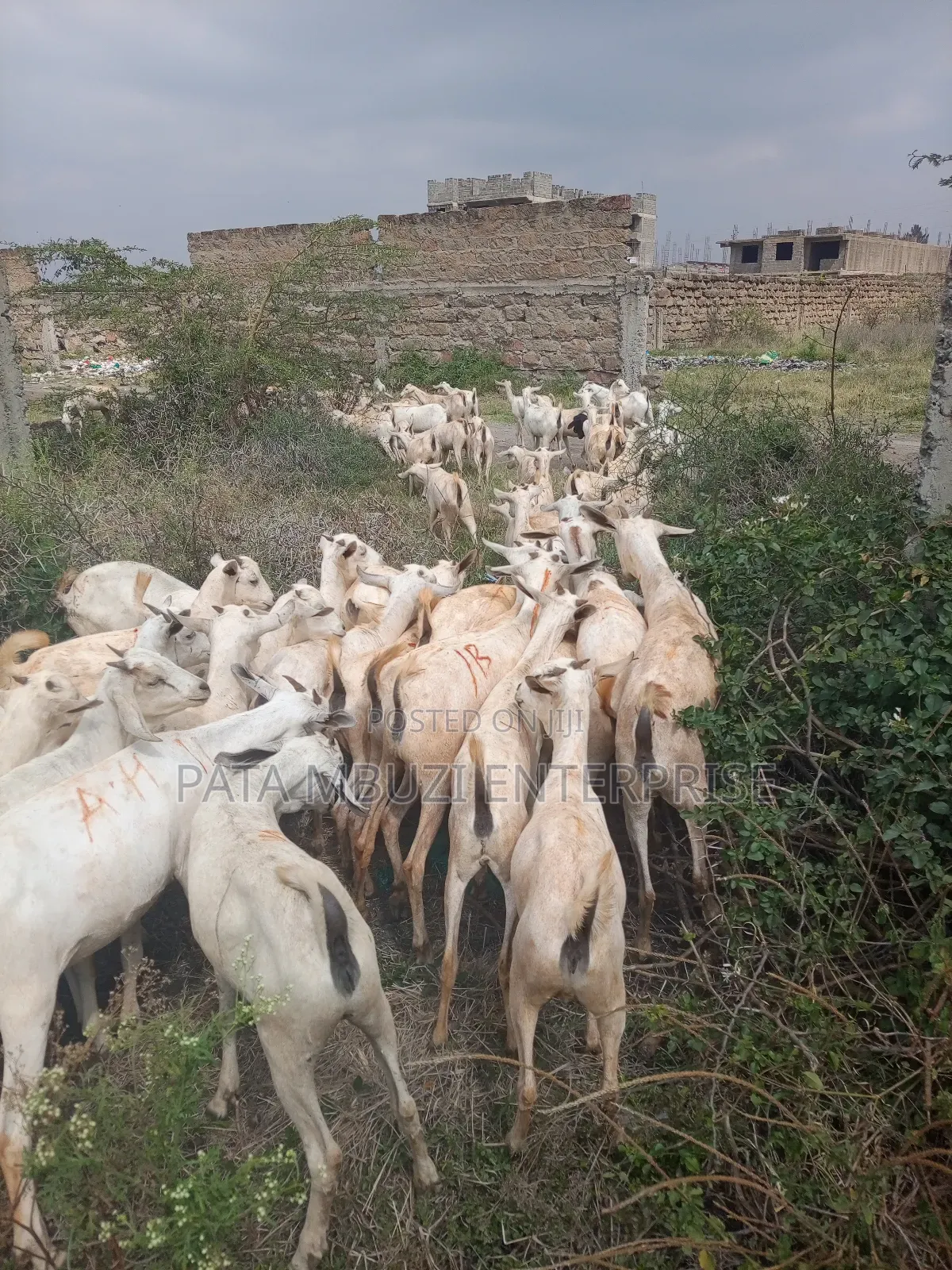 Somali Goats