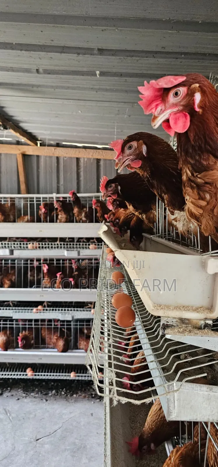 Chicken (Ex-Layers)