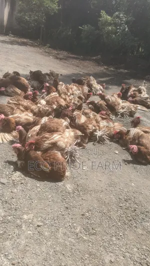 Chicken (Ex-Layers)