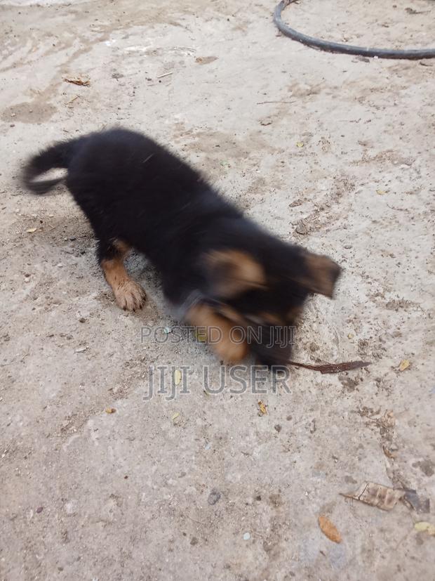 3-6 months Female Purebred German Shepherd