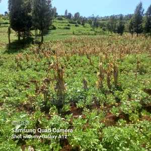 Selling 6 Acres in Meru Kiirua Marinya KSH Per Acre