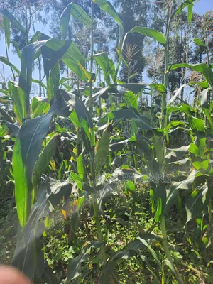 Prime Farming Land for Sale