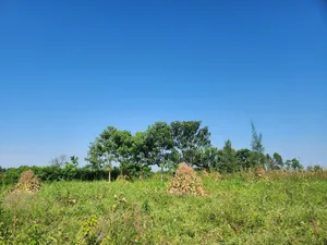 Prime Farming Land for Sale